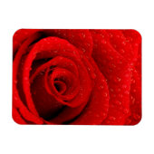 Foto der Rote Rose Hintergrund Magnet (Horizontal)