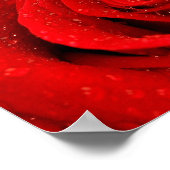 Foto der Rote Rose Hintergrund Poster (Ecke)