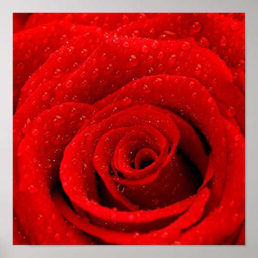 Foto der Rote Rose Hintergrund Poster (Vorne)