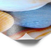 Foto der Seashell Collection (Ecke)