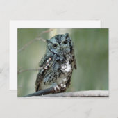 Foto der Sektion "Screech Owl Tree" Postkarte (Vorne/Hinten)