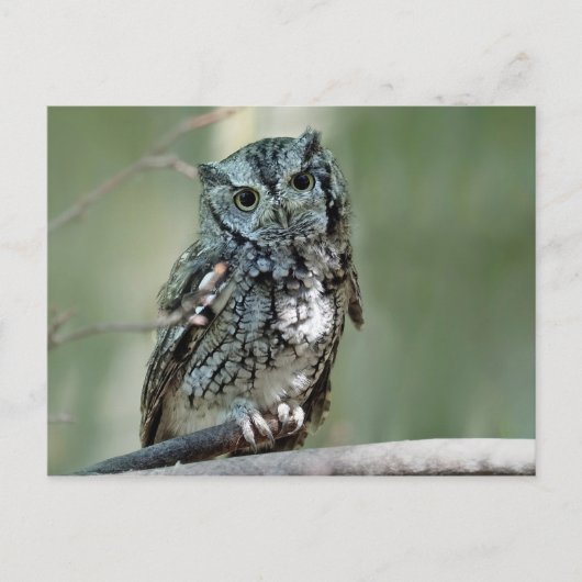 Foto der Sektion "Screech Owl Tree" Postkarte (Vorderseite)