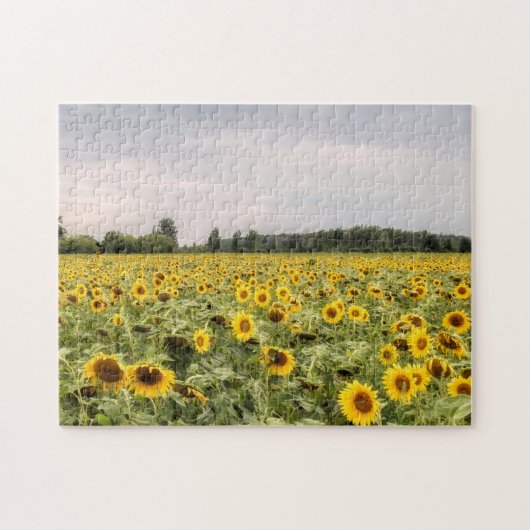 Foto der Sonnenblumen Puzzle (Horizontal)