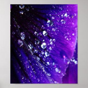 Foto der Wassertropfen auf lila Blume Poster