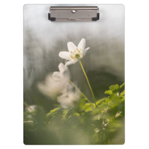 Foto der Weißen Blume Klemmbrett
