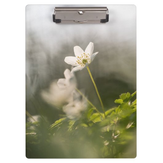 Foto der Weißen Blume Klemmbrett (Vorderseite)