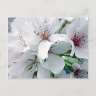 Foto der Weißkirsche Postkarte