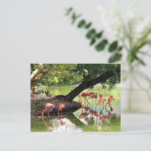 Foto der Wildtiere Rosa Flamingo Postkarte (Stehend Vorderseite)