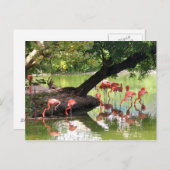 Foto der Wildtiere Rosa Flamingo Postkarte (Vorne/Hinten)