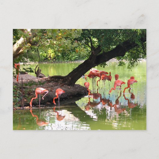 Foto der Wildtiere Rosa Flamingo Postkarte (Vorderseite)