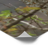 Foto des Afrikanischen Löwen auf Felsen in der Nat Poster (Ecke)