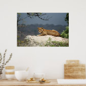 Foto des Afrikanischen Löwen auf Felsen in der Nat Poster (Küche)