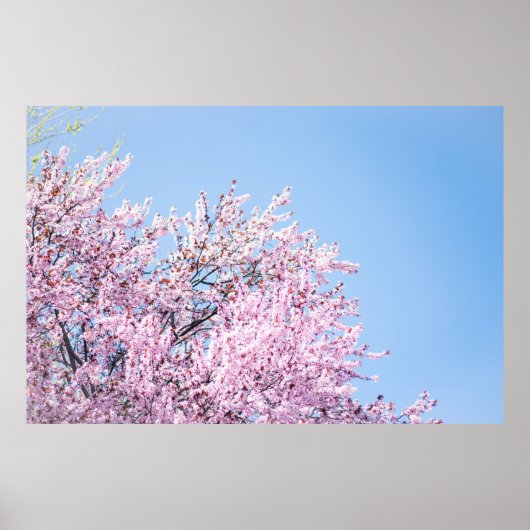 FOTO DES BLOSSOM-BAUMS CHERRY POSTER (Vorne)
