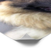 Foto des deutschen Schäferposters Poster (Ecke)