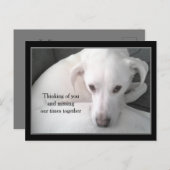 Foto des einzigartigen weißen Labrador Retriever M Postkarte (Vorne/Hinten)