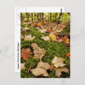Foto des feuchten Waldbodens im Herbst Postkarte (Vorne/Hinten)