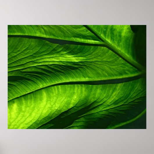Foto des grünen Blattes Poster (Vorne)