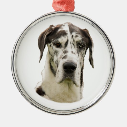 Foto des Harlekin-großen Dänen Hunde Silbernes Ornament (Vorne)