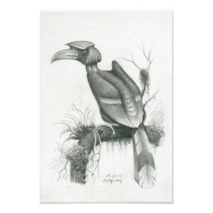 Foto des kambodschanischen Hornbill-Vogels durch