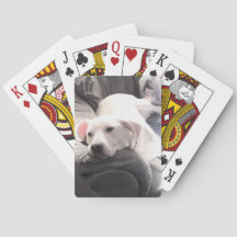 Foto des Niedlichen himmlischen Weißen Hundes, der