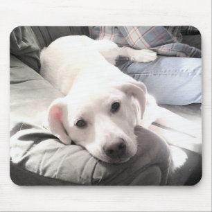 Foto des Niedlichen hundemischen Hundes, der mit d Mousepad