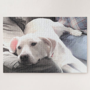 Foto des Niedlichen, müde weißen Hundes, der mit d Puzzle