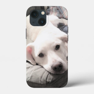 Foto des Niedlichen Weißen Hundes, der mit dem Vat Case-Mate iPhone Hülle