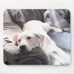 Foto des Niedlichen Weißen Hundes, der mit dem Vat Mousepad