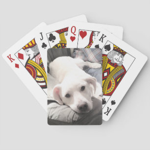 Foto des Niedlichen Weißen Hundes, der mit dem Vat Spielkarten