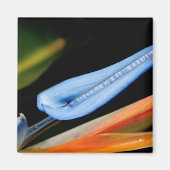 Foto des Paradieses Magnet (Vorne)