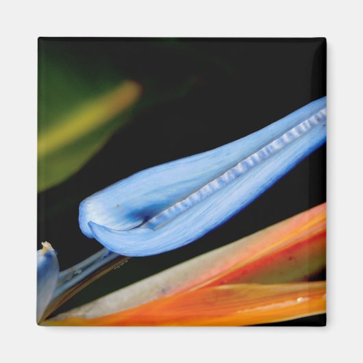 Foto des Paradieses Magnet (Vorne)