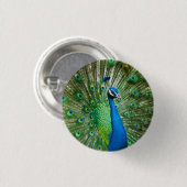Foto des Pfauenvögels Button (Vorne & Hinten)