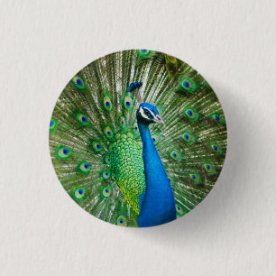 Foto des Pfauenvögels Button