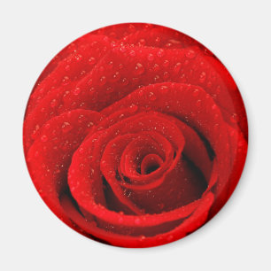 Foto des Rosen-Hintergrundes Magnet