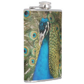 Foto des schönen Pfaus mit verbreiteten Federn Flachmann (Rechts)