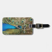 Foto des schönen Pfaus mit verbreiteten Federn Gepäckanhänger (Vorderseite horizontal)