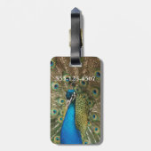 Foto des schönen Pfaus mit verbreiteten Federn Gepäckanhänger (Rückseite vertikal)