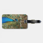 Foto des schönen Pfaus mit verbreiteten Federn Gepäckanhänger (Rückseite horizontal)