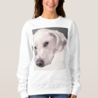 Foto des schönen Regal White Dog