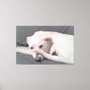 Foto des weißen Hundes mit Schwanz auf Gesichtshau Leinwanddruck