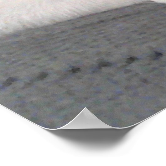 Foto des weißen Hundes mit Schwanz auf Gesichtshau Poster (Ecke)