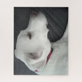 Foto des wunderschönen Hundes Weiß und Grau Puzzle (Vertikal)