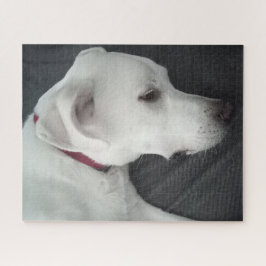 Foto des wunderschönen Hundes Weiß und Grau Puzzle