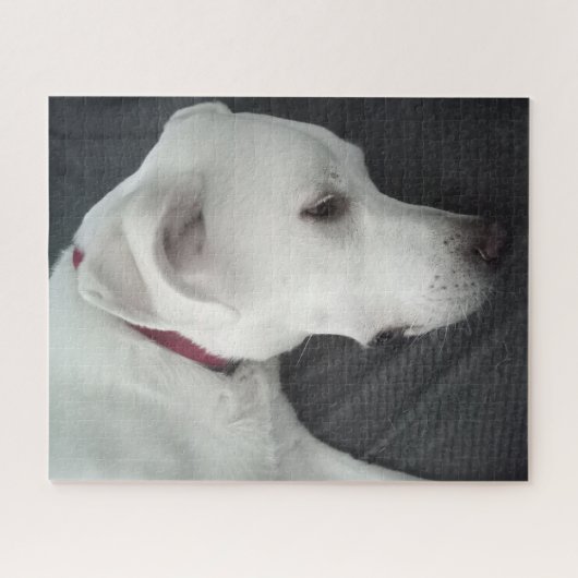 Foto des wunderschönen Hundes Weiß und Grau Puzzle (Horizontal)