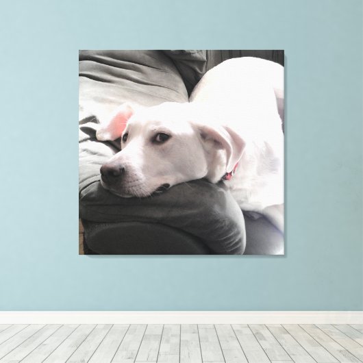 Foto des wunderschönen, müden Weißen Hundes auf de Leinwanddruck (Insitu (Holzboden))