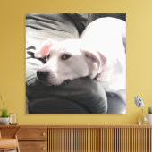 Foto des wunderschönen, müden Weißen Hundes auf de Leinwanddruck (Insitu (Wohnzimmer))