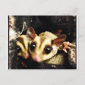 Foto-Design Postkarte (Vorderseite)