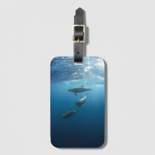 Foto Dolphin Gepäckanhänger