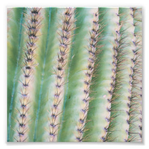 Foto-Druck der Saguaro-Nahaufnahme-  Fotodruck