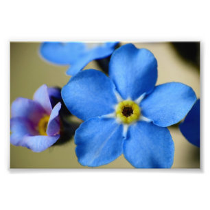 Foto-Druck der Vergissmeinnicht-11 Fotodruck